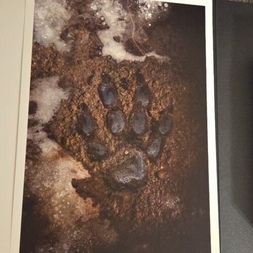 Whitley Strieber — The Wolfen Signed Limited Edition #312 with Matching Art Portfolio (Suntup Editions)